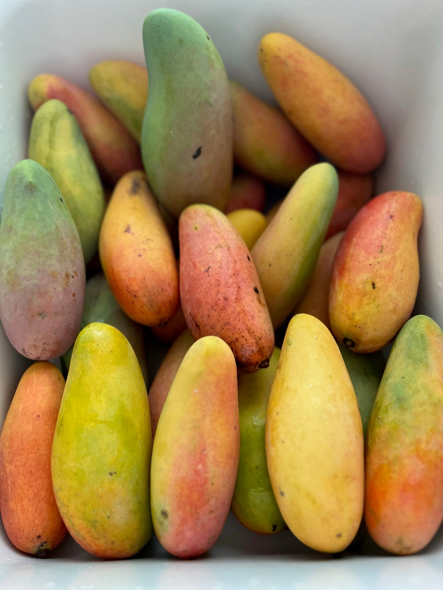 Wow Mangos - Maha Chanook Mangos - Medium