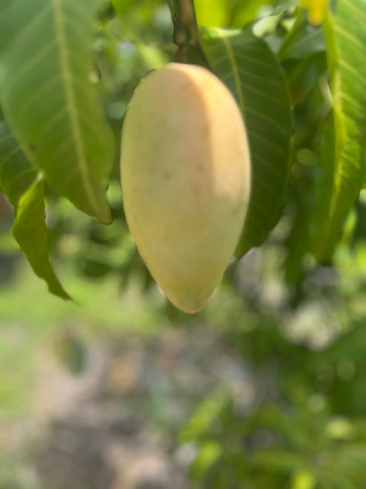 Wow Mangos — Nam Doc Mai, Small Box