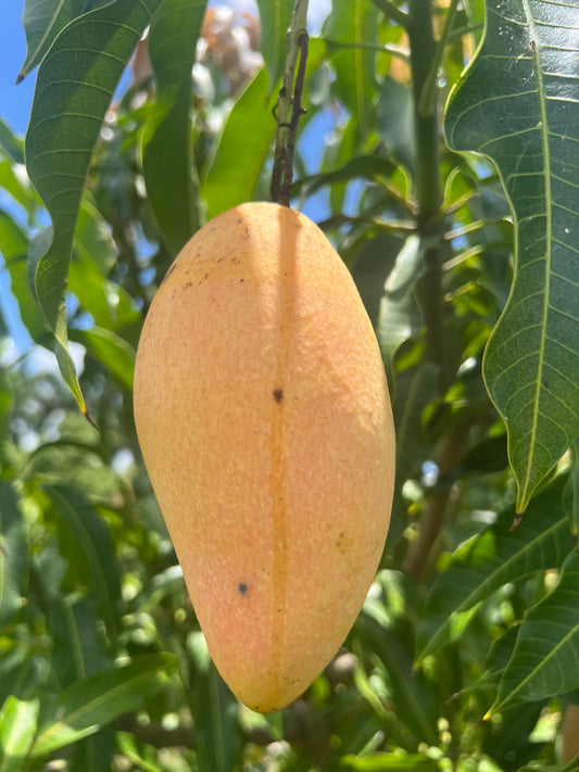 Wow Mangos — Nam Doc Mai, Large Box