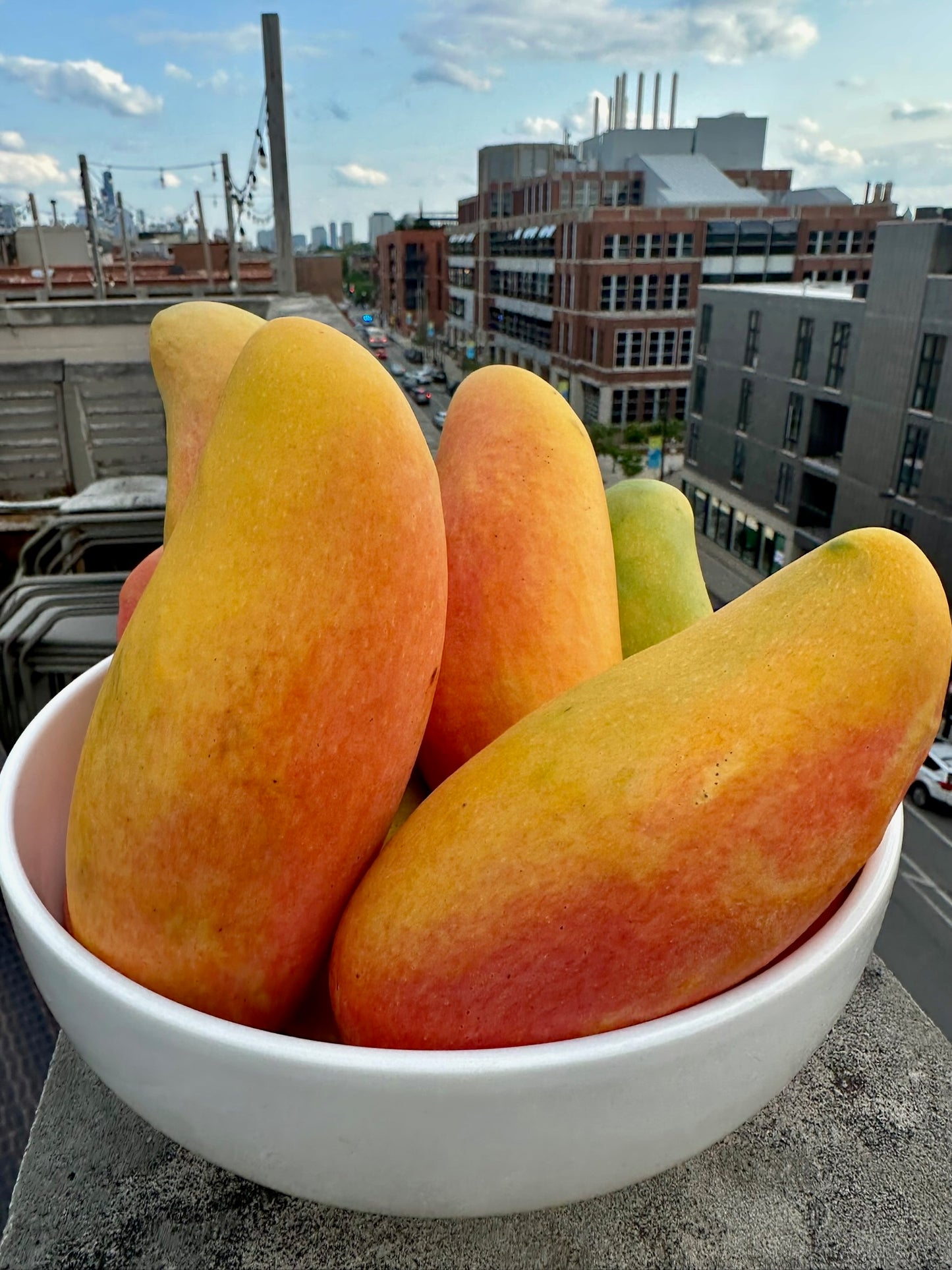 Wow Mangos - Maha Chanook Mangos - Large