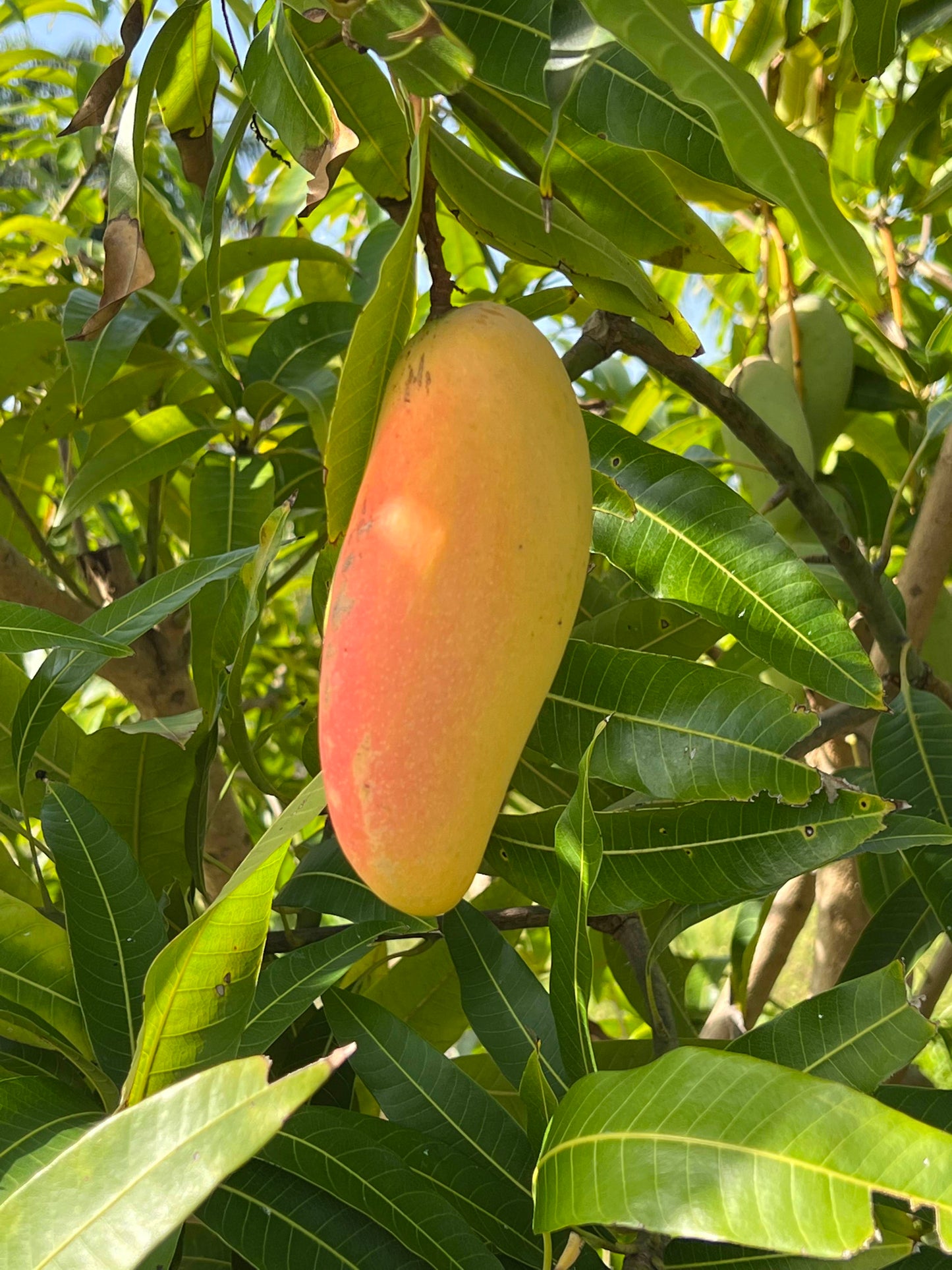 Mahachanook mango Thai heirloom variety Pine Island Florida