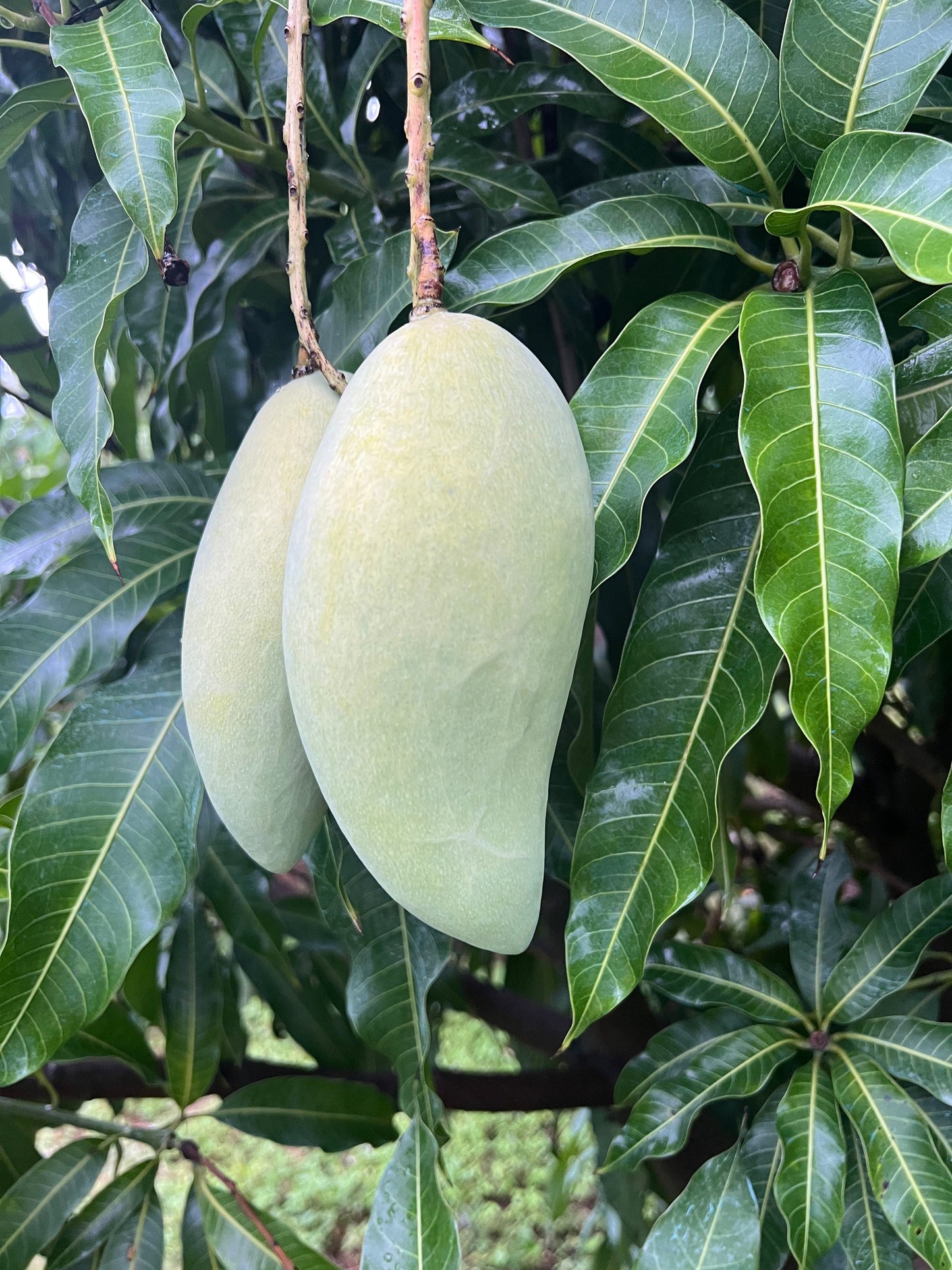 Wow Mangos Nam Doc Mai Small Box — Thai heirloom mango from Caparros Farms, Pine Island Florida