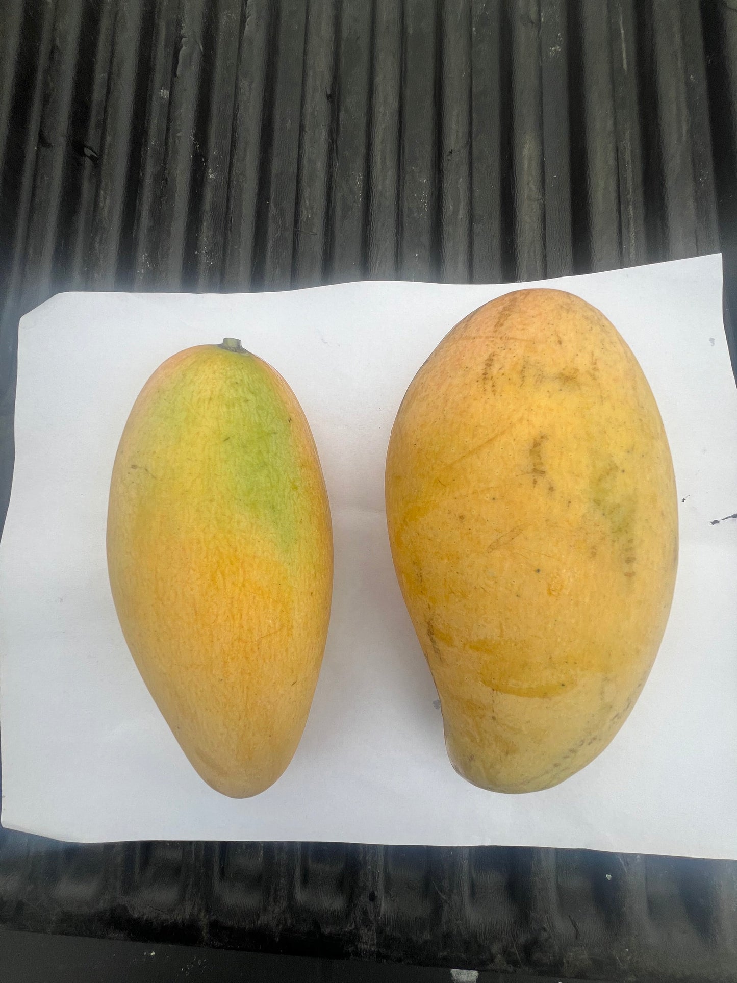 Wow Mangos — Nam Doc Mai, Large Box